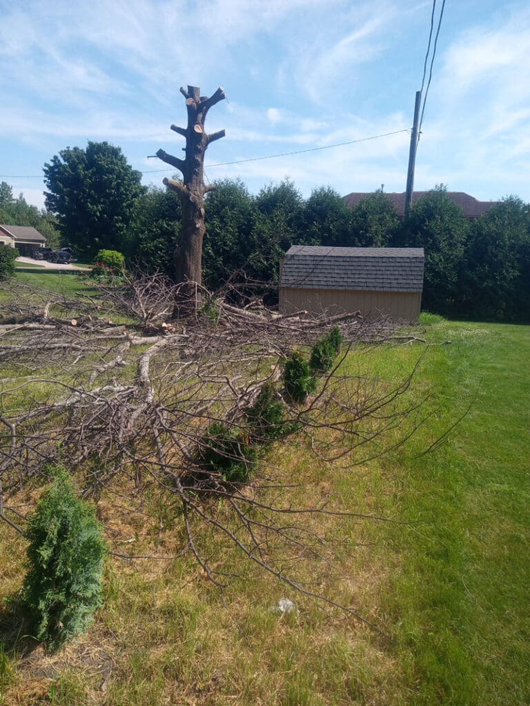 Tree-with-no-limbs